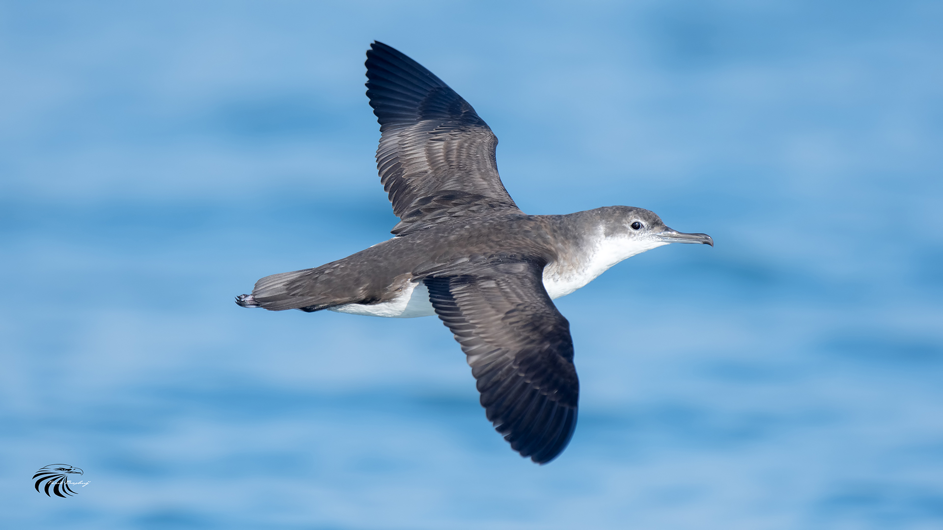 Yelkouan Shearwater